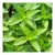 Traditional Medicinals Peppermint 16 Tea Bags
