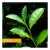 Herb Pharm Green Tea Glycerite 1 Oz