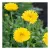 Herb Pharm Calendula Oil 1 Oz