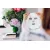 Pibu 3 Steps To Beauty Mask