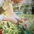 Now Essential Oils  Oregano Oil 1 Oz.