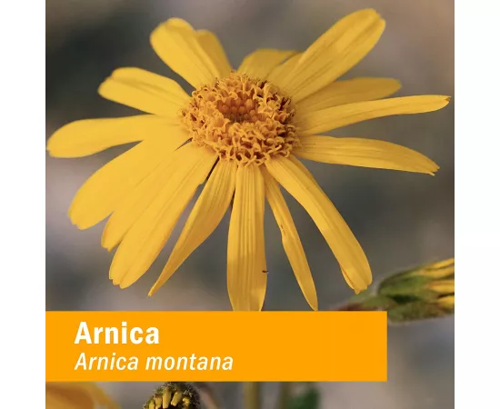 Herb Pharm Arnica Oil 1 Oz